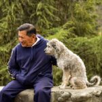 housebreaking older dogs