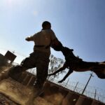 dog biting prevention