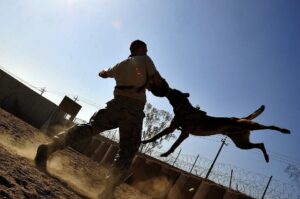 dog biting prevention