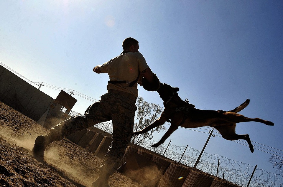 dog biting prevention