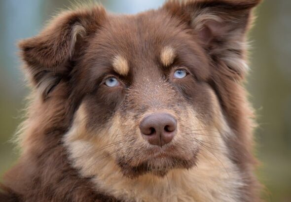 dog eye discharge cleaning