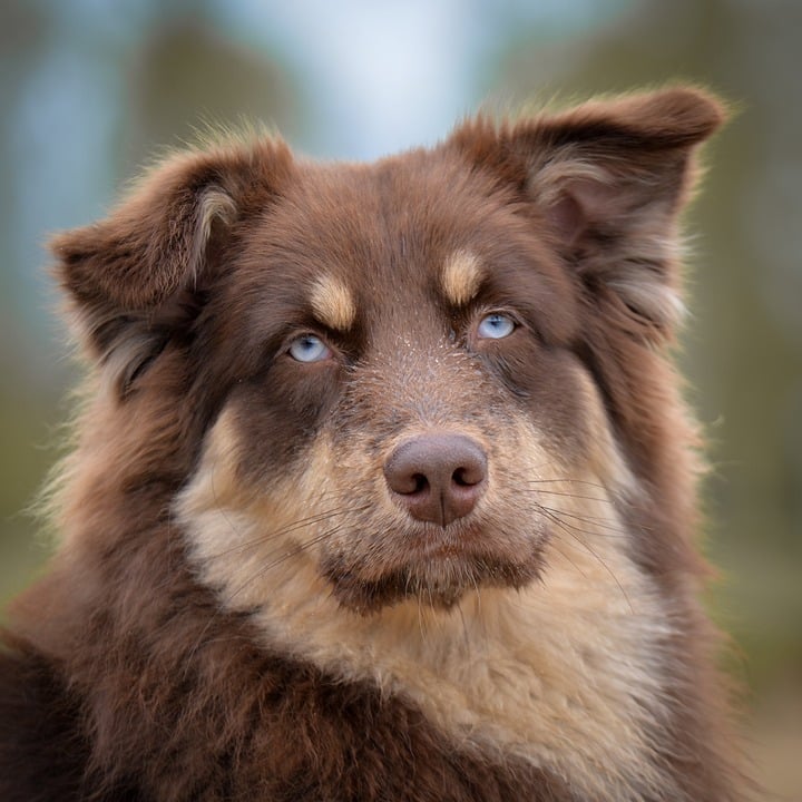 dog eye discharge cleaning