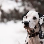tear stain removal for dogs