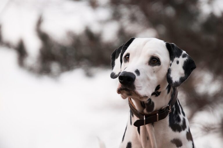 tear stain removal for dogs