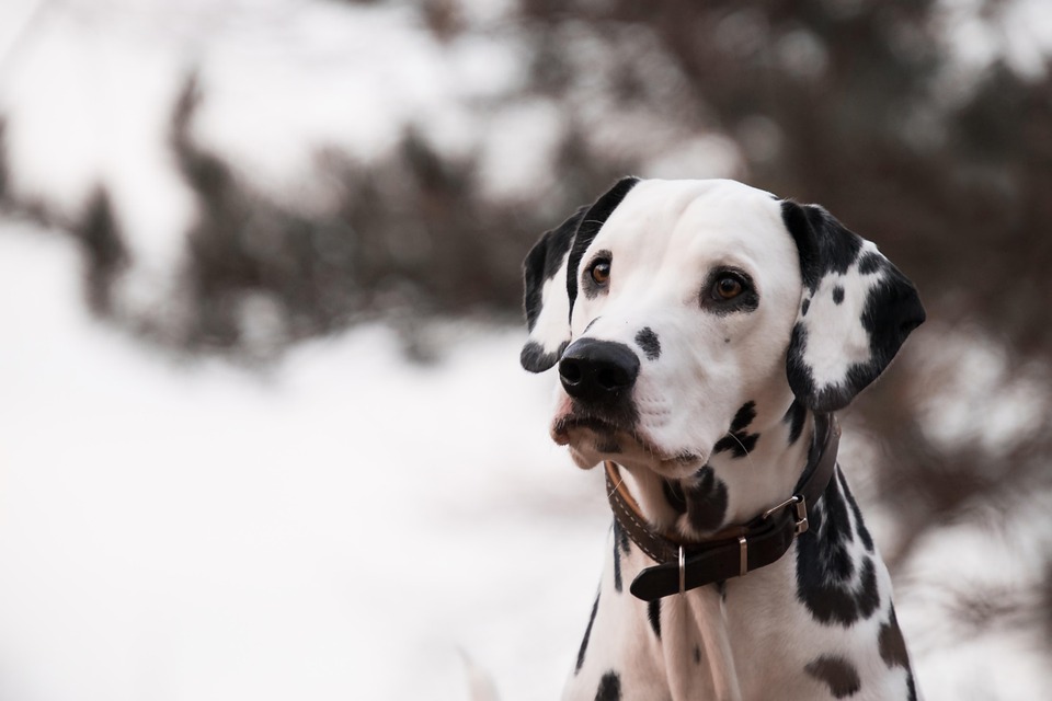 tear stain removal for dogs
