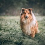 grooming long haired dogs