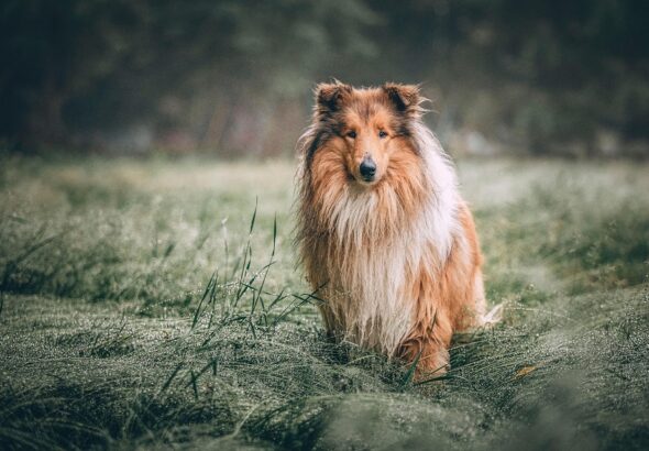 grooming long haired dogs