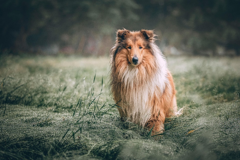 grooming long haired dogs