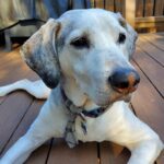 senior dog nutrition guide