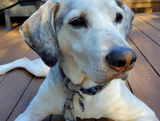 senior dog nutrition guide