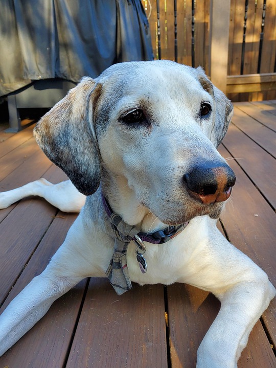 senior dog nutrition guide