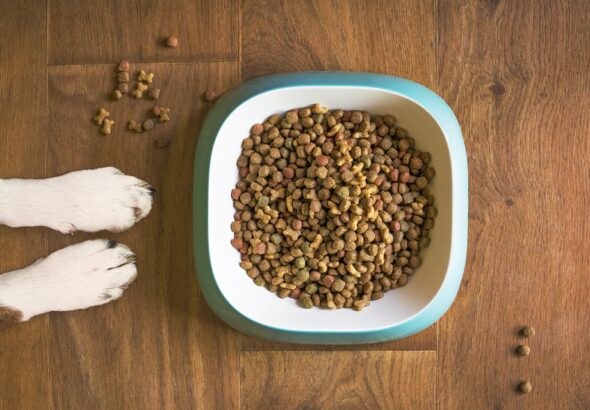 grain-free dog food risks