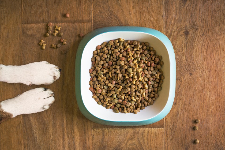 grain-free dog food risks