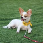 dog obedience training at home