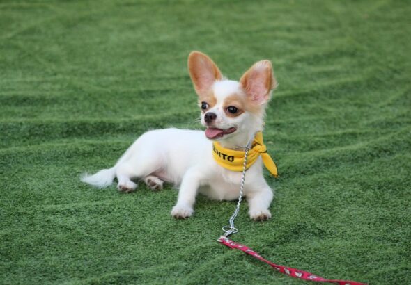 dog obedience training at home
