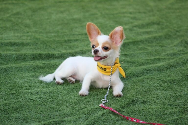 dog obedience training at home