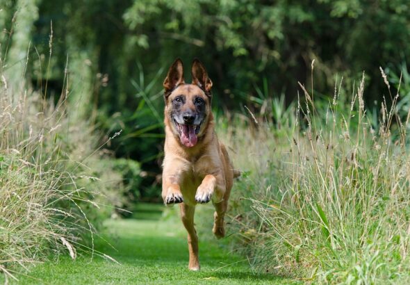 dog recall training steps