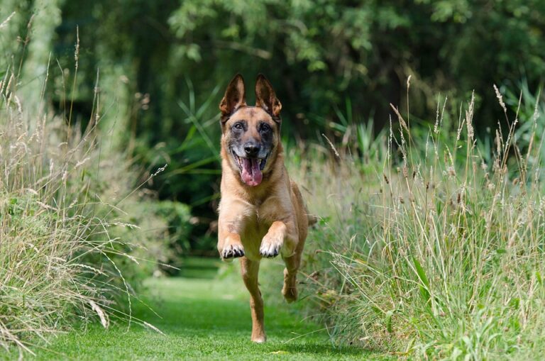 dog recall training steps
