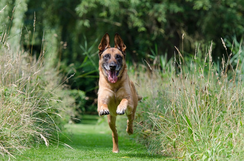 dog recall training steps