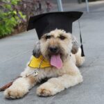 positive reinforcement dog training