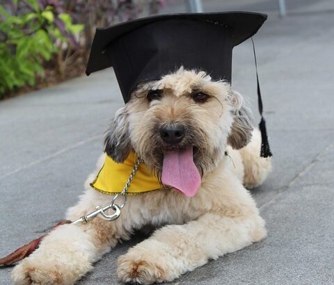 positive reinforcement dog training