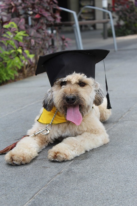positive reinforcement dog training