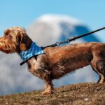 leash training a dog