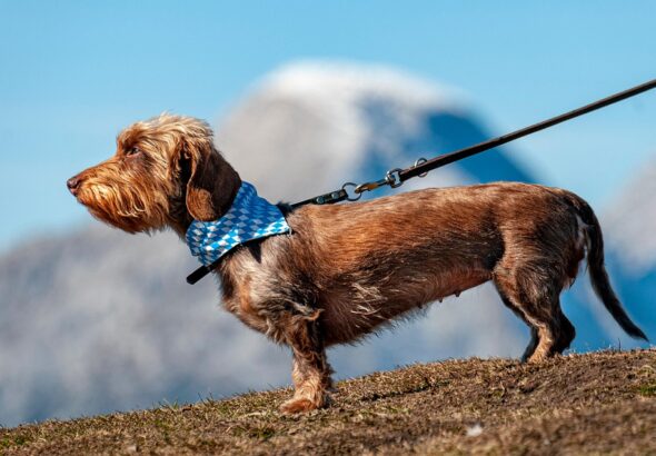 leash training a dog