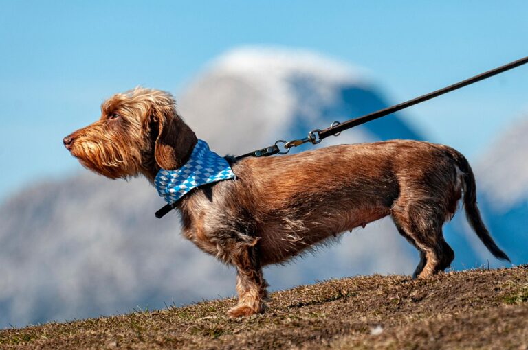 leash training a dog