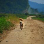 puppy obedience training