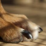 how to trim dog nails
