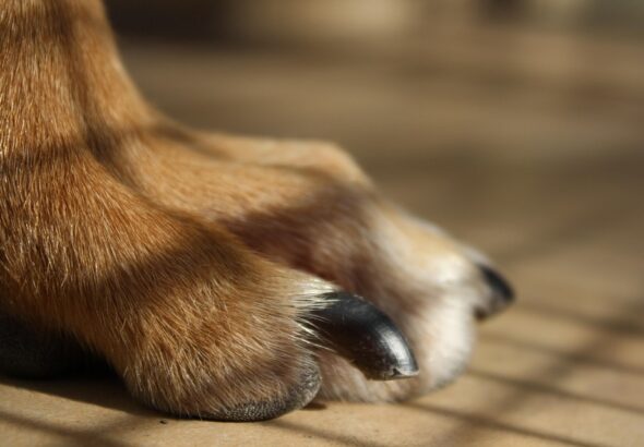 how to trim dog nails