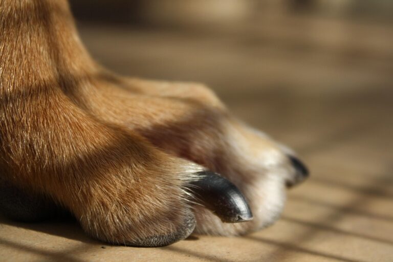 how to trim dog nails