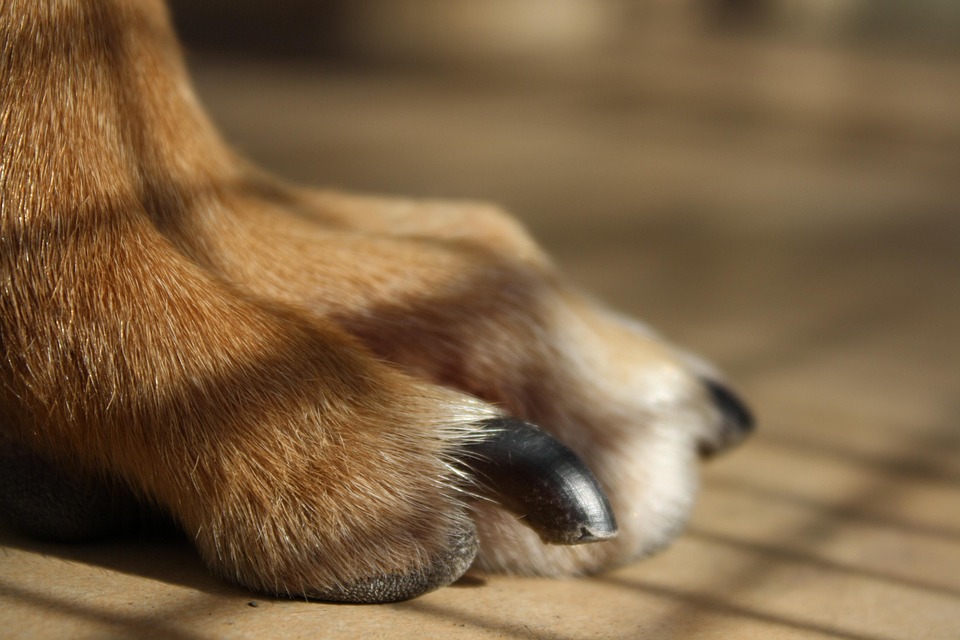how to trim dog nails