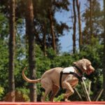 training a rescue dog