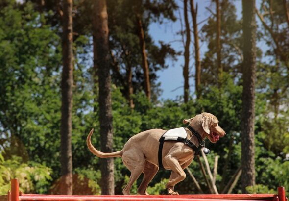 training a rescue dog