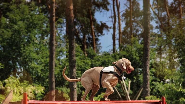 training a rescue dog