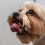 dog grooming schedule
