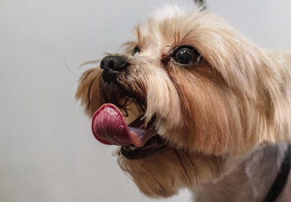 dog grooming schedule