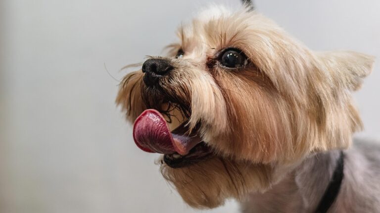 dog grooming schedule