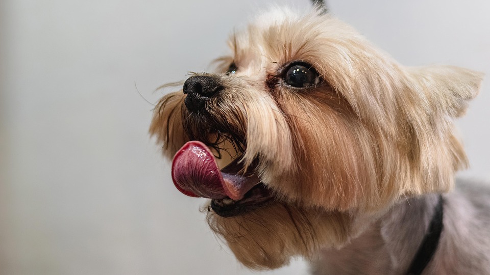 dog grooming schedule