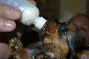 puppy feeding schedule