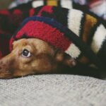 puppy sleep schedule