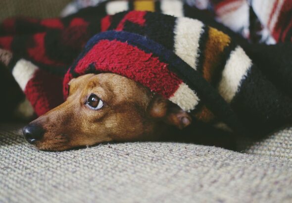 puppy sleep schedule