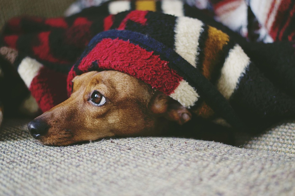 puppy sleep schedule