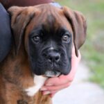 probiotics for dogs benefits