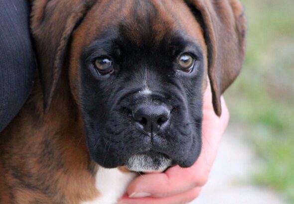 probiotics for dogs benefits