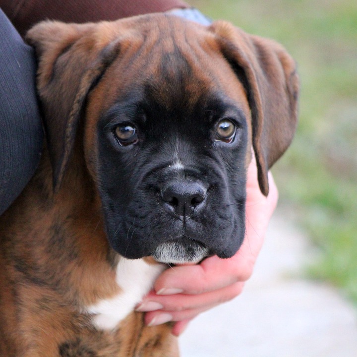 probiotics for dogs benefits