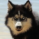 dog coat care tips