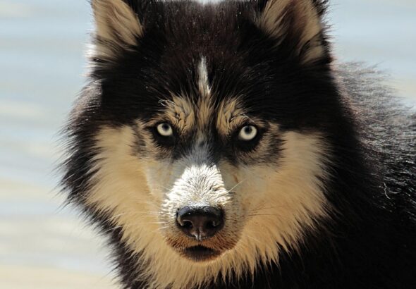 dog coat care tips